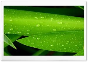 Leaves 4 Ultra HD Wallpaper for 4K UHD Widescreen desktop, tablet & smartphone
