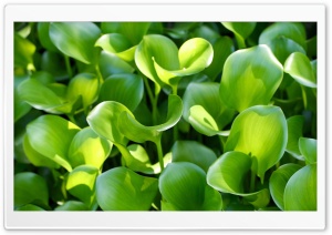 Leaves 7 Ultra HD Wallpaper for 4K UHD Widescreen desktop, tablet & smartphone