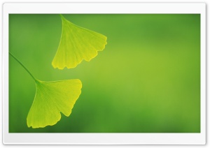 Leaves 9 Ultra HD Wallpaper for 4K UHD Widescreen desktop, tablet & smartphone