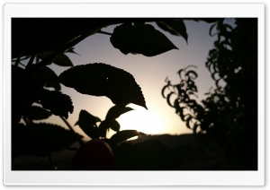 Leaves at Sunset Ultra HD Wallpaper for 4K UHD Widescreen desktop, tablet & smartphone