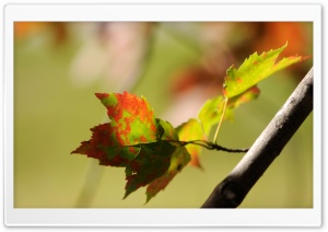 Leaves Bokeh Ultra HD Wallpaper for 4K UHD Widescreen desktop, tablet & smartphone