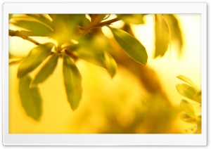 Leaves Glow Ultra HD Wallpaper for 4K UHD Widescreen desktop, tablet & smartphone