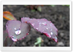 Leaves Of Roses After Rain Ultra HD Wallpaper for 4K UHD Widescreen desktop, tablet & smartphone