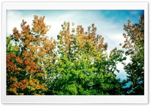 Leaves Turning Already Ultra HD Wallpaper for 4K UHD Widescreen desktop, tablet & smartphone
