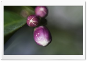 Lemon Buds Macro Ultra HD Wallpaper for 4K UHD Widescreen desktop, tablet & smartphone