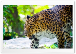 Leopard Ultra HD Wallpaper for 4K UHD Widescreen desktop, tablet & smartphone