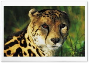 Leopard Ultra HD Wallpaper for 4K UHD Widescreen desktop, tablet & smartphone