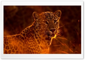 Leopard Animal Ultra HD Wallpaper for 4K UHD Widescreen desktop, tablet & smartphone