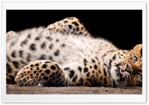Leopard Cub Ultra HD Wallpaper for 4K UHD Widescreen desktop, tablet & smartphone