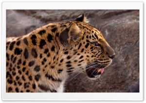 Leopard Head Close Up Ultra HD Wallpaper for 4K UHD Widescreen desktop, tablet & smartphone