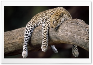 Leopard In Tree Ultra HD Wallpaper for 4K UHD Widescreen desktop, tablet & smartphone