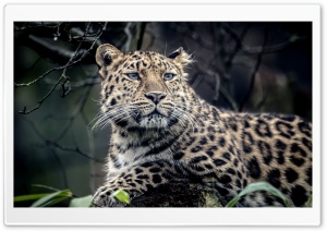 Leopard Muzzle Ultra HD Wallpaper for 4K UHD Widescreen desktop, tablet & smartphone
