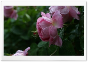 Leopard Roses Ultra HD Wallpaper for 4K UHD Widescreen desktop, tablet & smartphone