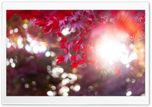 Let The Sun Shine In Ultra HD Wallpaper for 4K UHD Widescreen desktop, tablet & smartphone