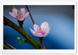 Life's a Peach Ultra HD Wallpaper for 4K UHD Widescreen desktop, tablet & smartphone
