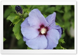 Light Blue Ultra HD Wallpaper for 4K UHD Widescreen desktop, tablet & smartphone