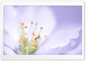 Light Lilac Ultra HD Wallpaper for 4K UHD Widescreen desktop, tablet & smartphone