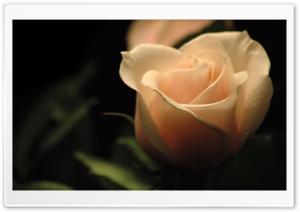Light Orange Rose Ultra HD Wallpaper for 4K UHD Widescreen desktop, tablet & smartphone