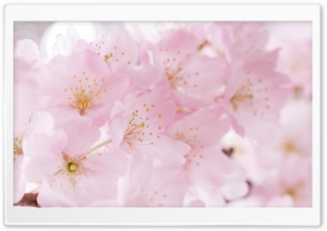 Light Pink Blossom, Spring Ultra HD Wallpaper for 4K UHD Widescreen desktop, tablet & smartphone