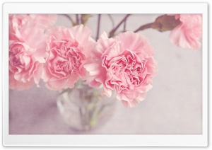 Light Pink Carnations Flowers in a Vase Ultra HD Wallpaper for 4K UHD Widescreen desktop, tablet & smartphone