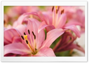 Light Pink Lilies FLowers Ultra HD Wallpaper for 4K UHD Widescreen desktop, tablet & smartphone