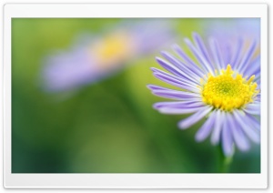 Light Purple Flower Macro Ultra HD Wallpaper for 4K UHD Widescreen desktop, tablet & smartphone
