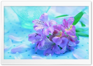 Light Purple Flowers Ultra HD Wallpaper for 4K UHD Widescreen desktop, tablet & smartphone