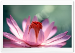 Light Purple Petals Ultra HD Wallpaper for 4K UHD Widescreen desktop, tablet & smartphone