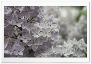 Lilac Flowers 1 Ultra HD Wallpaper for 4K UHD Widescreen desktop, tablet & smartphone
