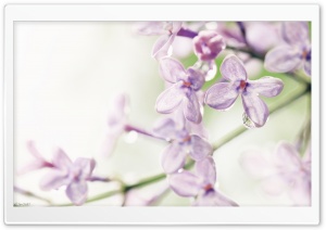 Lilac Flowers Ultra HD Wallpaper for 4K UHD Widescreen desktop, tablet & smartphone
