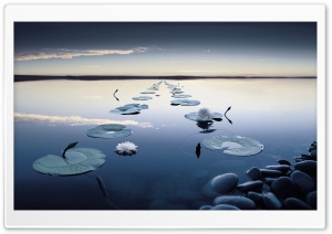 Lilies Ultra HD Wallpaper for 4K UHD Widescreen desktop, tablet & smartphone