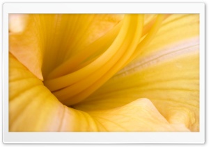 Lilies Close Up Ultra HD Wallpaper for 4K UHD Widescreen desktop, tablet & smartphone