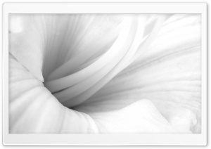 Lilies Close Up Black And White Ultra HD Wallpaper for 4K UHD Widescreen desktop, tablet & smartphone