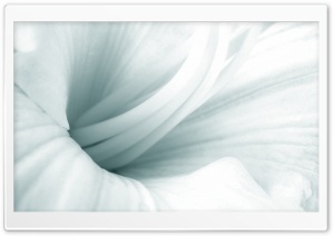 Lilies Close Up Blue Ultra HD Wallpaper for 4K UHD Widescreen desktop, tablet & smartphone