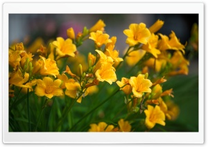 Lilly Flowers Ultra HD Wallpaper for 4K UHD Widescreen desktop, tablet & smartphone