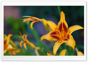 Lily Ultra HD Wallpaper for 4K UHD Widescreen desktop, tablet & smartphone