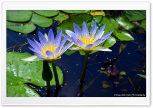 Lily Close Up Ultra HD Wallpaper for 4K UHD Widescreen desktop, tablet & smartphone