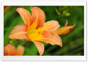 Lily Flower Ultra HD Wallpaper for 4K UHD Widescreen desktop, tablet & smartphone