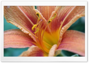 Lily Macro Ultra HD Wallpaper for 4K UHD Widescreen desktop, tablet & smartphone