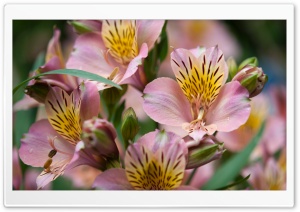 Lily Of The Incas Ultra HD Wallpaper for 4K UHD Widescreen desktop, tablet & smartphone