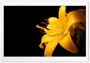 Lily Petals Black Background Ultra HD Wallpaper for 4K UHD Widescreen desktop, tablet & smartphone