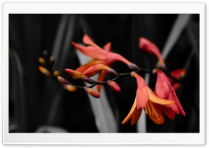 Lily Train Ultra HD Wallpaper for 4K UHD Widescreen desktop, tablet & smartphone