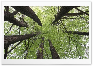 Linden Trees Ultra HD Wallpaper for 4K UHD Widescreen desktop, tablet & smartphone
