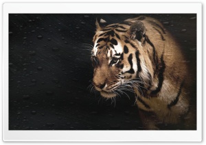 LION Ultra HD Wallpaper for 4K UHD Widescreen desktop, tablet & smartphone
