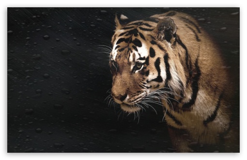 LION UltraHD Wallpaper for Wide 16:10 Widescreen WHXGA WQXGA WUXGA WXGA ;
