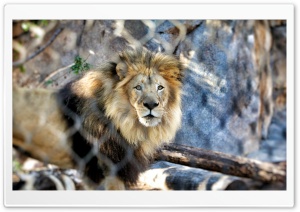Lion Ultra HD Wallpaper for 4K UHD Widescreen desktop, tablet & smartphone