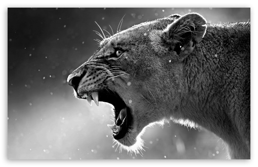 Lion 4K ULTRA HD UltraHD Wallpaper for Wide 16:10 5:3 Widescreen WHXGA WQXGA WUXGA WXGA WGA ; 8K UHD TV 16:9 Ultra High Definition 2160p 1440p 1080p 900p 720p ; UHD 16:9 2160p 1440p 1080p 900p 720p ; Standard 4:3 5:4 3:2 Fullscreen UXGA XGA SVGA QSXGA SXGA DVGA HVGA HQVGA ( Apple PowerBook G4 iPhone 4 3G 3GS iPod Touch ) ; Smartphone 16:9 3:2 5:3 2160p 1440p 1080p 900p 720p DVGA HVGA HQVGA ( Apple PowerBook G4 iPhone 4 3G 3GS iPod Touch ) WGA ; Tablet 1:1 ; iPad 1/2/Mini ; Mobile 4:3 5:3 3:2 16:9 5:4 - UXGA XGA SVGA WGA DVGA HVGA HQVGA ( Apple PowerBook G4 iPhone 4 3G 3GS iPod Touch ) 2160p 1440p 1080p 900p 720p QSXGA SXGA ;