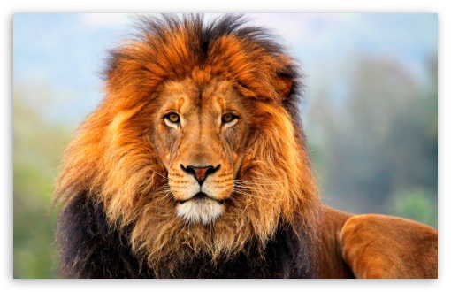 Lion UltraHD Wallpaper for Wide 16:10 5:3 Widescreen WHXGA WQXGA WUXGA WXGA WGA ; 8K UHD TV 16:9 Ultra High Definition 2160p 1440p 1080p 900p 720p ; Standard 4:3 5:4 3:2 Fullscreen UXGA XGA SVGA QSXGA SXGA DVGA HVGA HQVGA ( Apple PowerBook G4 iPhone 4 3G 3GS iPod Touch ) ; Tablet 1:1 ; iPad 1/2/Mini ; Mobile 4:3 5:3 3:2 16:9 5:4 - UXGA XGA SVGA WGA DVGA HVGA HQVGA ( Apple PowerBook G4 iPhone 4 3G 3GS iPod Touch ) 2160p 1440p 1080p 900p 720p QSXGA SXGA ; Dual 16:10 5:3 16:9 4:3 5:4 WHXGA WQXGA WUXGA WXGA WGA 2160p 1440p 1080p 900p 720p UXGA XGA SVGA QSXGA SXGA ;