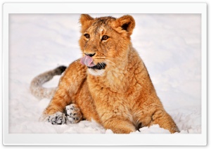 Lion Cub In Snow Ultra HD Wallpaper for 4K UHD Widescreen desktop, tablet & smartphone