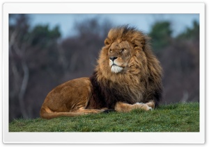 Lion King Ultra HD Wallpaper for 4K UHD Widescreen desktop, tablet & smartphone